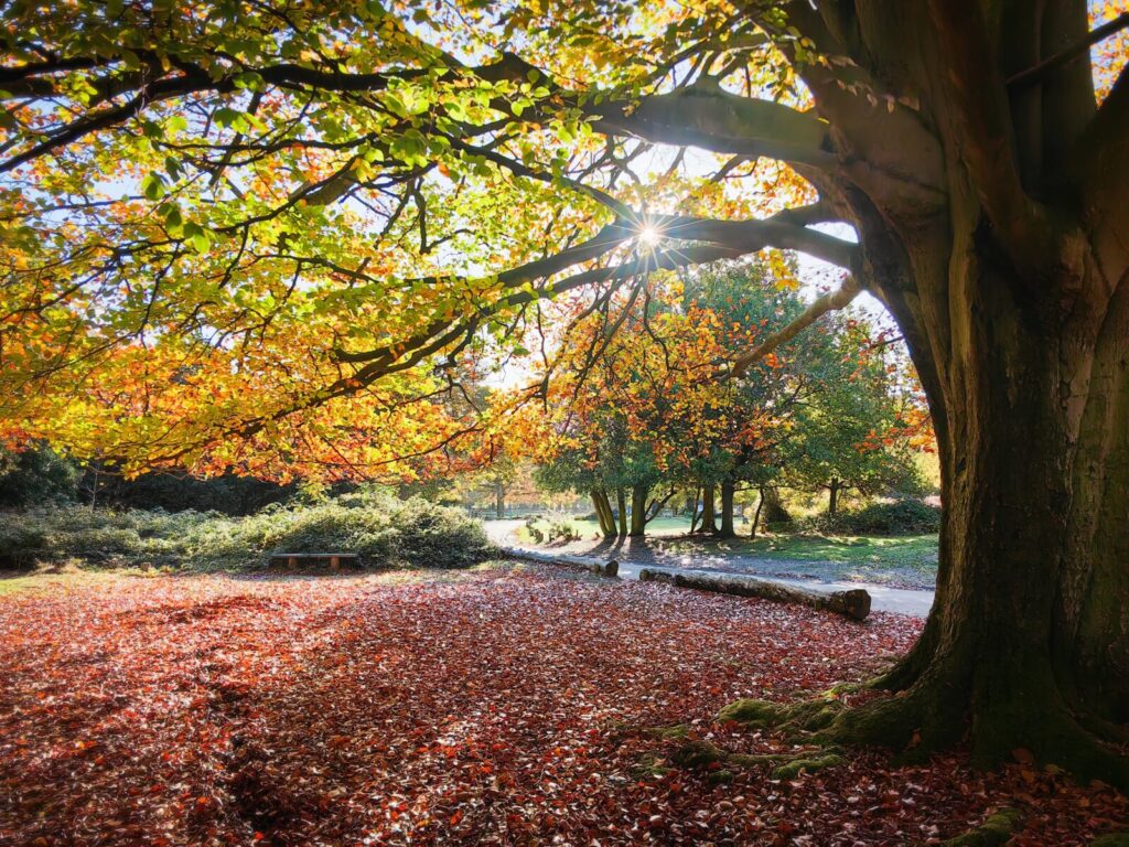 Picture of tree with its tree trunk on the right of the frame with branches extending out on the left of the frame, and autumn sunshine peeking through its branches and leaves. The ground in front of the tree has fallen leaves and a couple of logs line the footpath alongside it